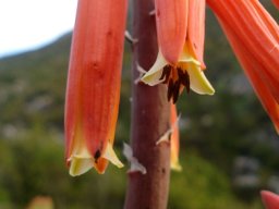 Kumara plicatilis flower tips